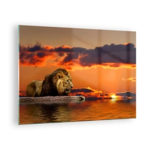 Obraz na skle - Lev na pozadí zapadajícího slunce - 70x50cm - Král přírody - Moderní nástěnná dekorace do obývacího pokoje a ložnice ARTTOR