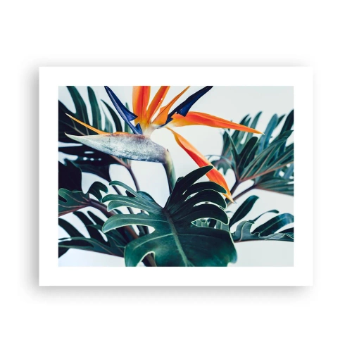 Plakát - Ptákeř - 50x40 cm