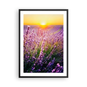 Plakát v černém rámu - Levandulové pole ozářené paprsky zapadajícího slunce - 50x70cm - Voňavý lán - Moderní nástěnná dekorace do obývacího pokoje a ložnice ARTTOR
