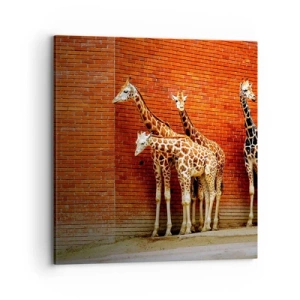 Obraz na plátně - Vidíte nějaký akát? - 70x70 cm
