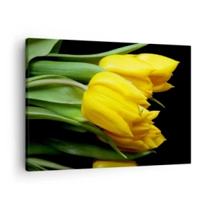 Obraz na plátně - Kytice žlutých tulipánů na černém pozadí - 70x50cm - Vznikly z čistého slunce - Moderní nástěnná dekorace do obývacího pokoje a ložnice ARTTOR