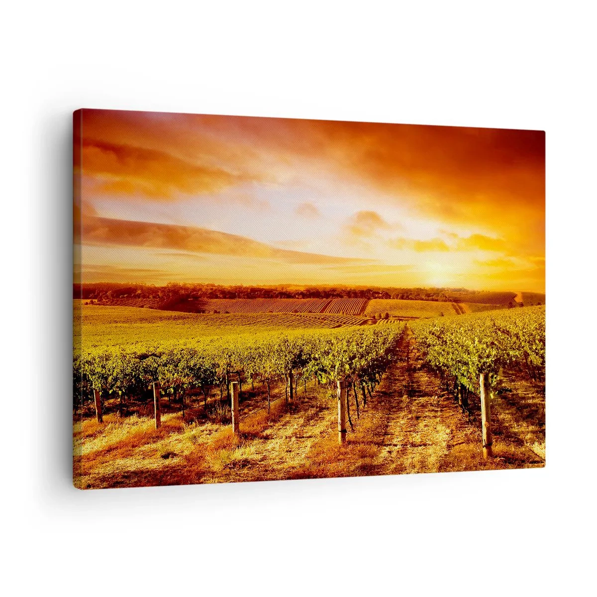 Obraz na plátně - Vinice při západu slunce s teplými tóny oblohy - 70x50cm - Jemně ovocné s tónem slunce - Moderní nástěnná dekorace do obývacího pokoje a ložnice ARTTOR
