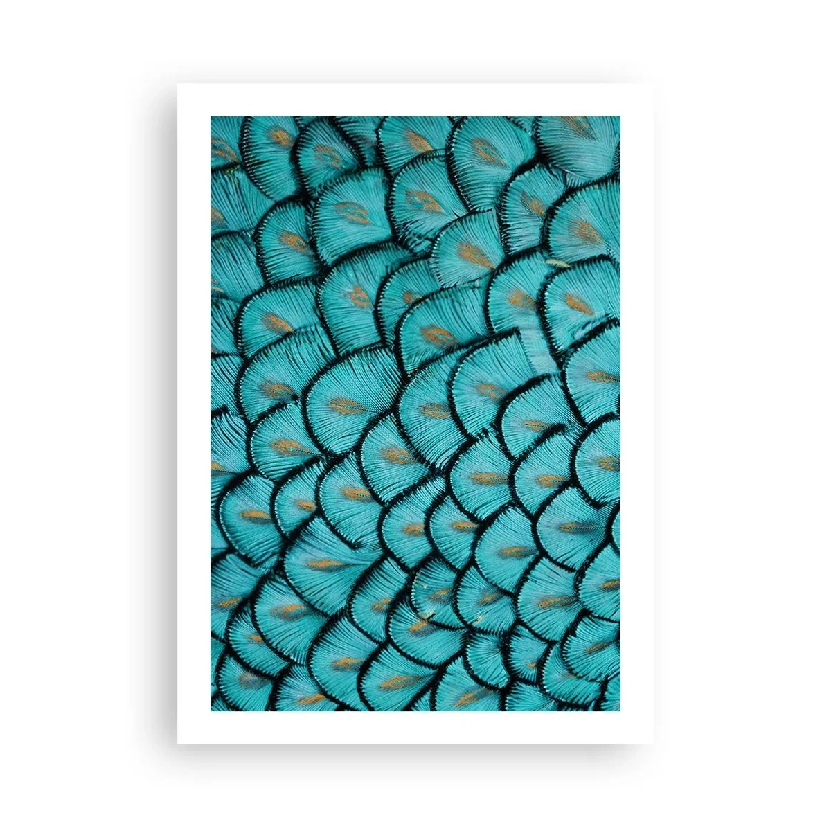 Plakát - Velká slavnost peří - 50x70 cm