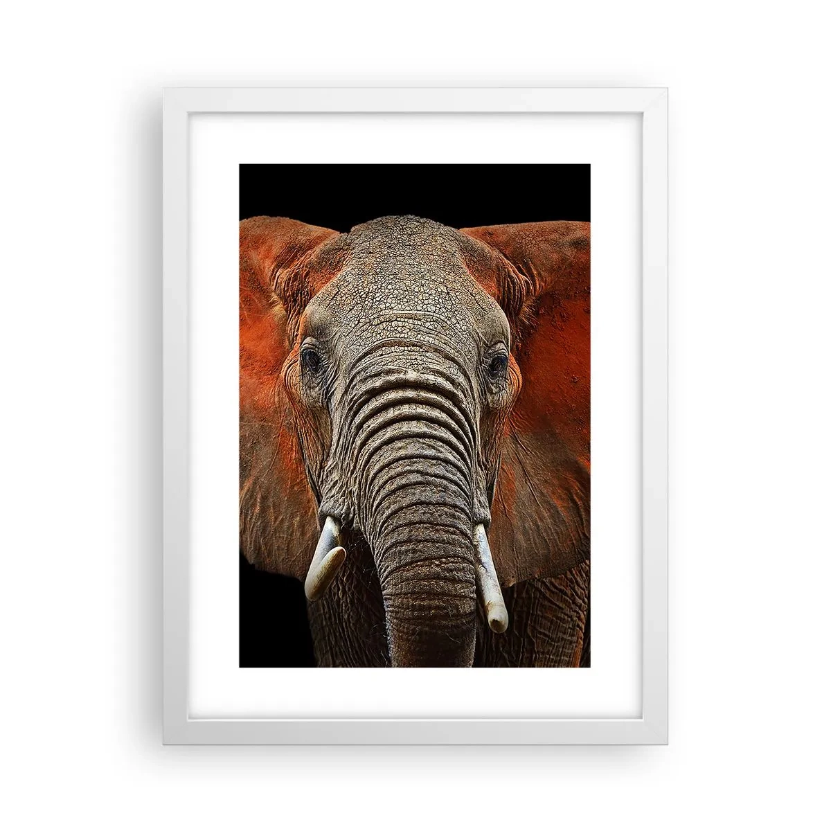 Plakát v bílém rámu - Jsem divoký, a ty? - 30x40 cm