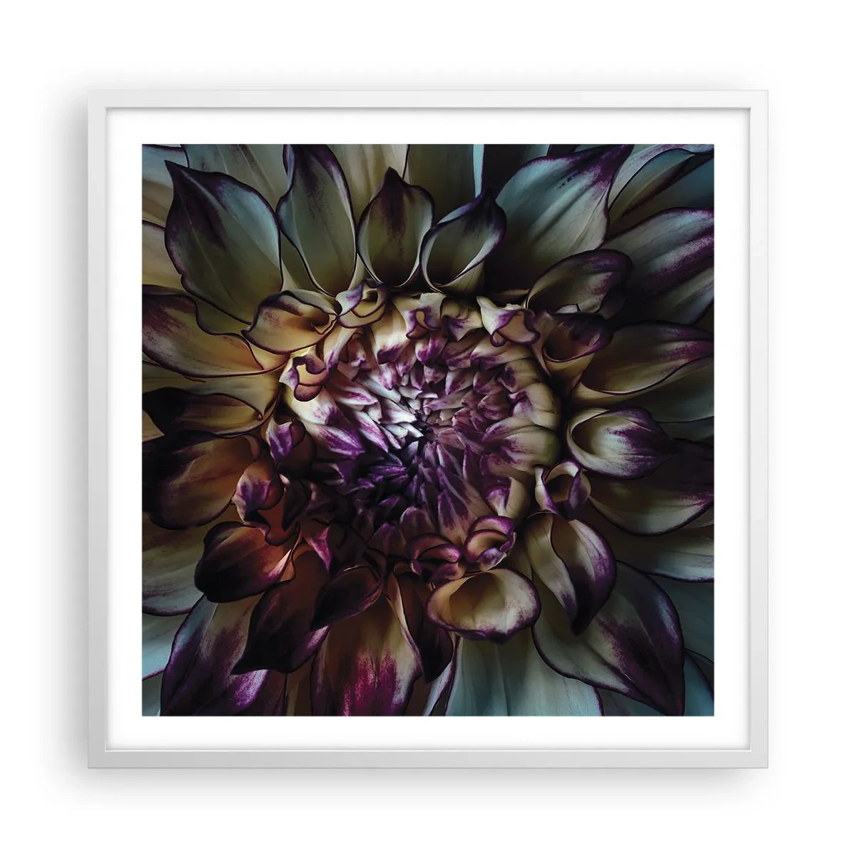 Plakát v bílém rámu - Rozkvět mládí - 60x60 cm