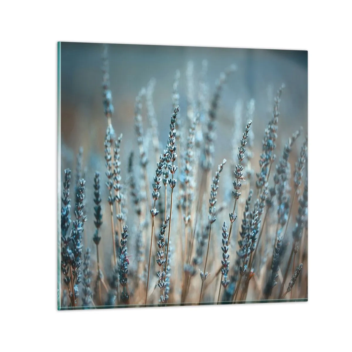 Obraz na skle - Voňavý lán - 60x60 cm