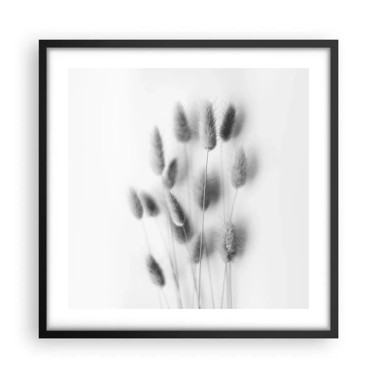Plakát v černém rámu - Její načechranost tráva - 50x50 cm