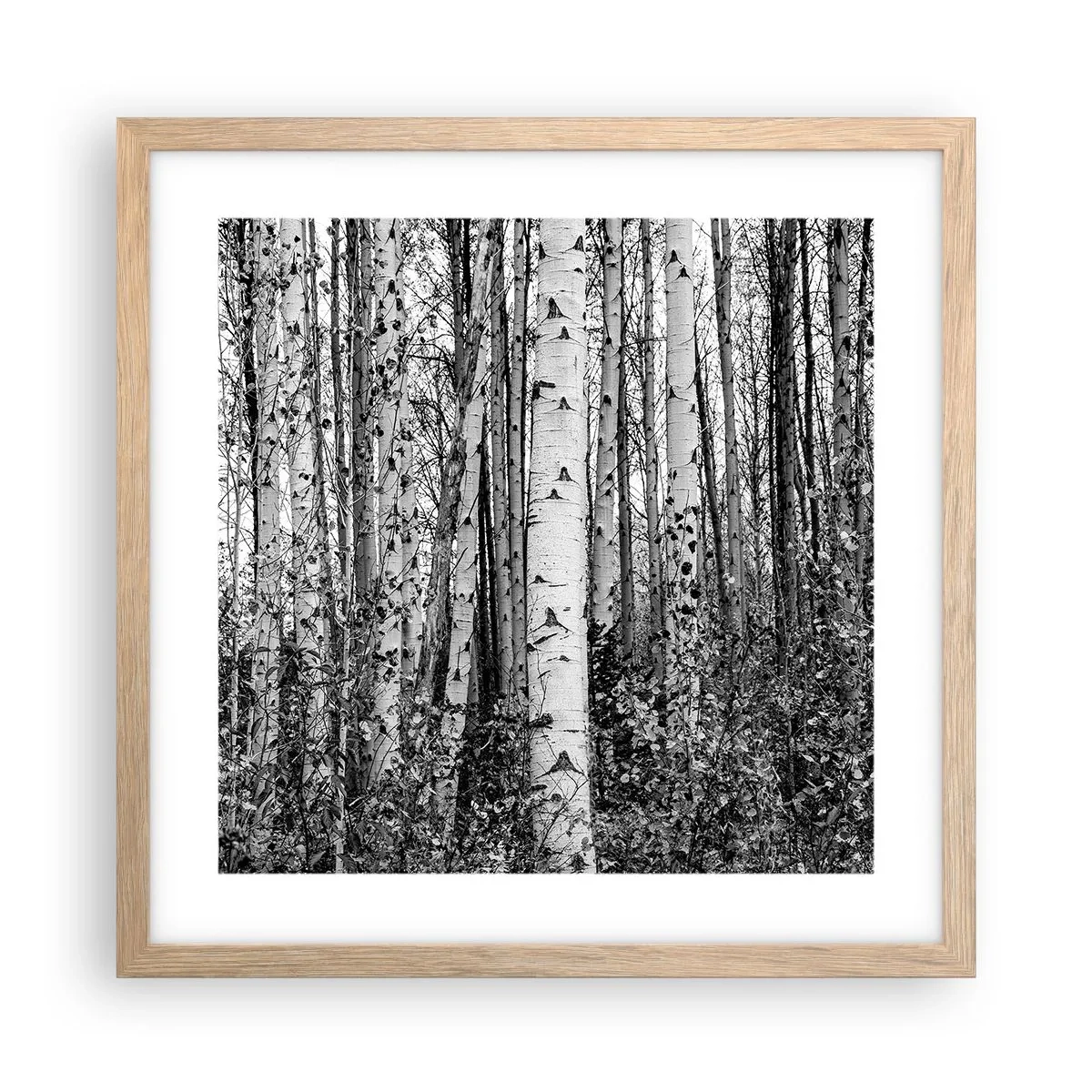 Plakát v rámu světlý dub - Březová kolonáda - 40x40 cm