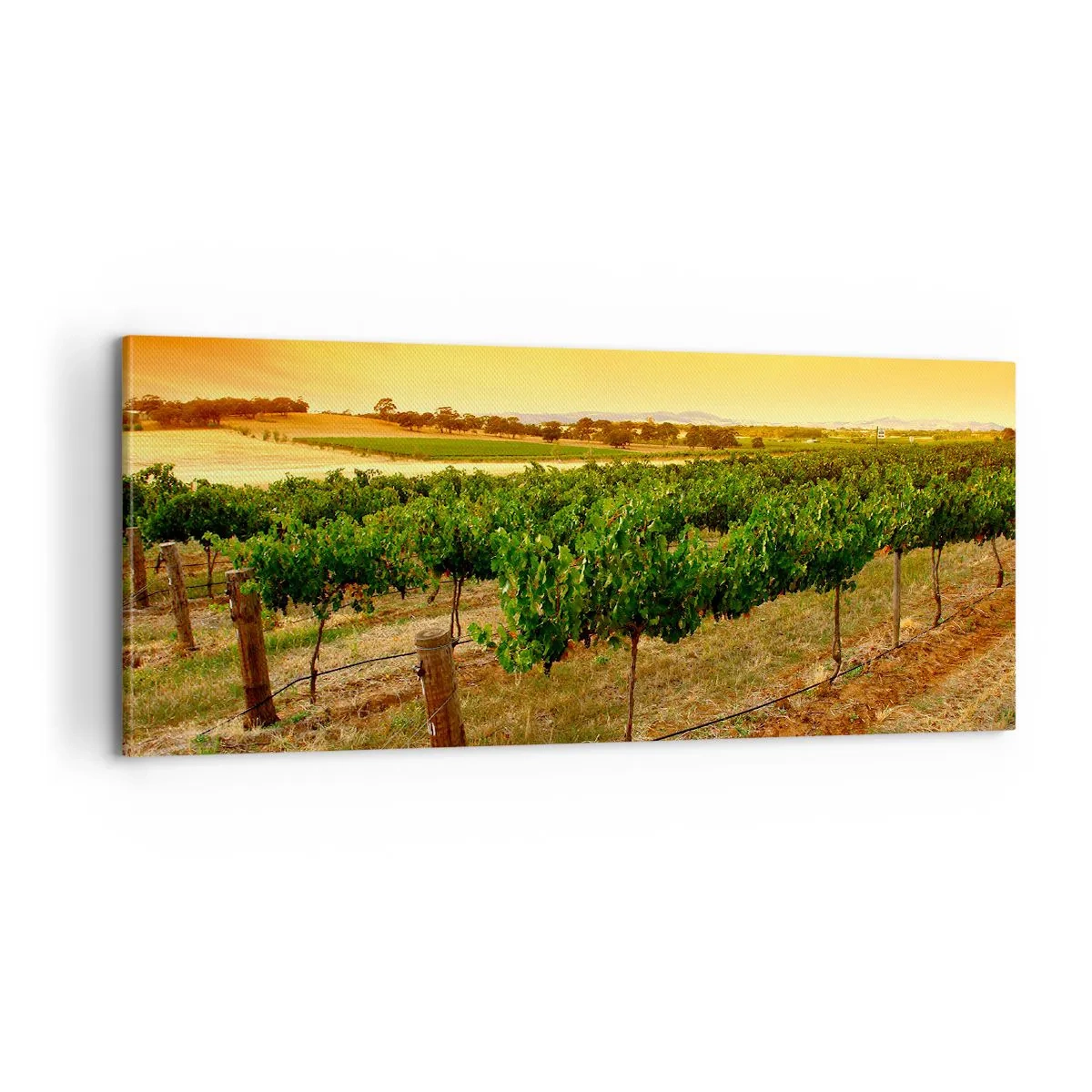 Obraz na plátně - Napít se slunce - 100x40 cm