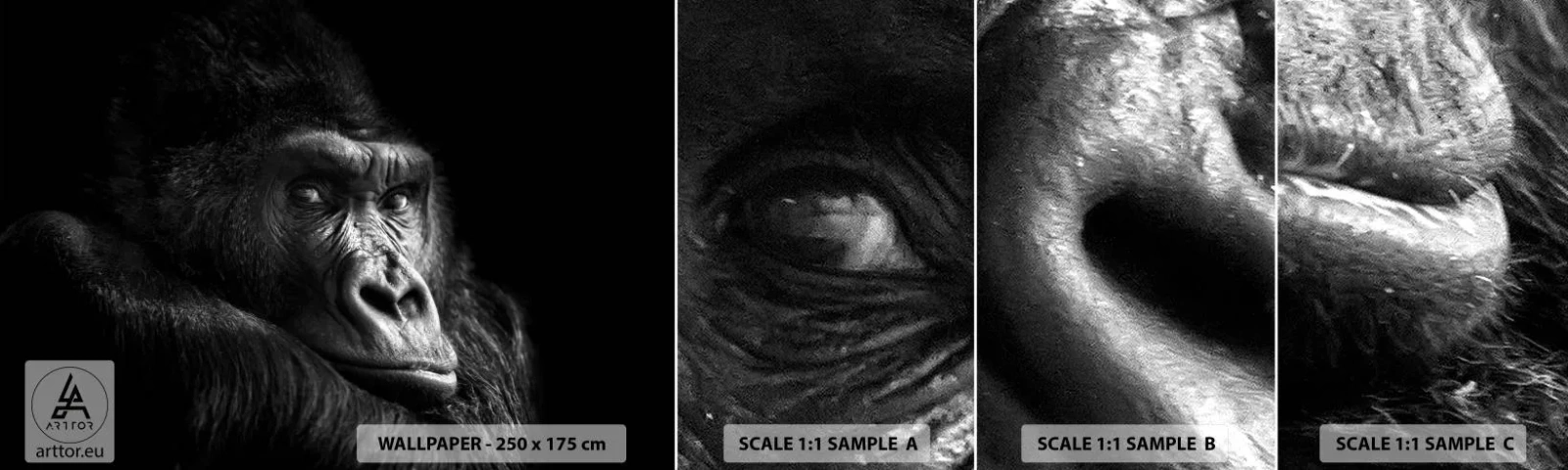 Vzor Fototapety Samolepicí Deluxe Sticker - Na co tak koukáš? - Opice, Gorila, Zvířata - 100x30 cm