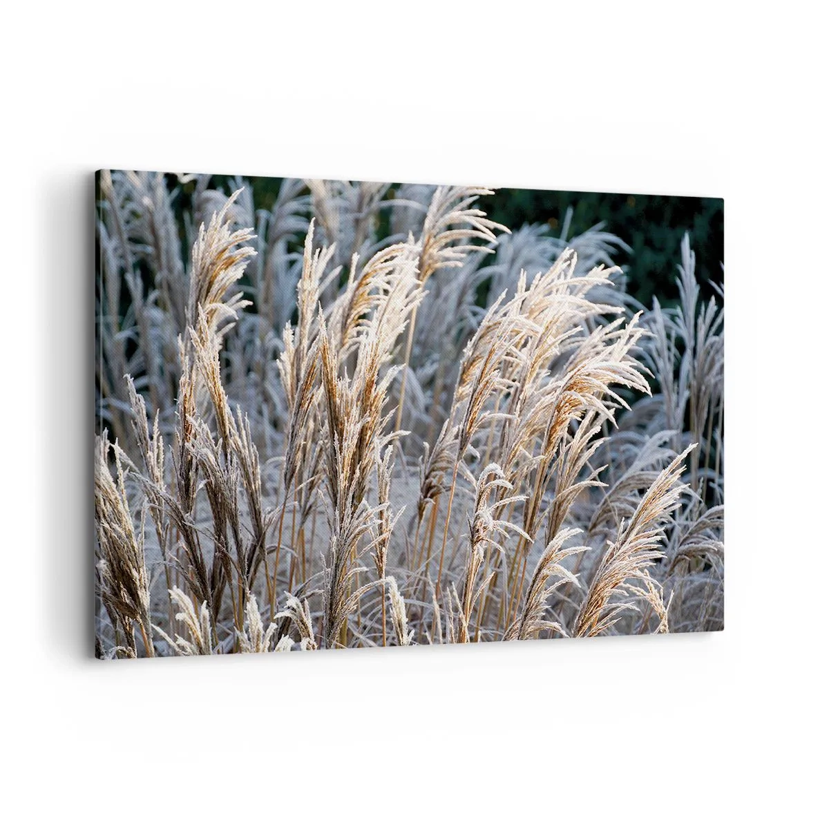 Obraz na plátně - Mrazem pokryté - 120x80 cm