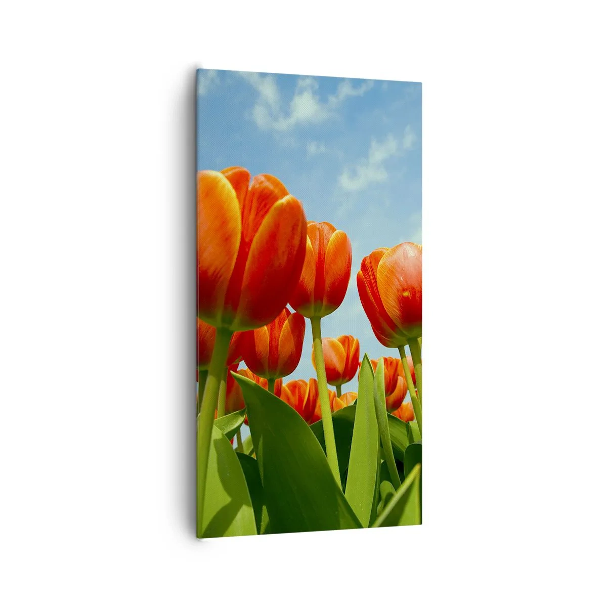 Obraz na plátně - Kromě blankytného nebe nic v životě nepotřebují - 65x120 cm