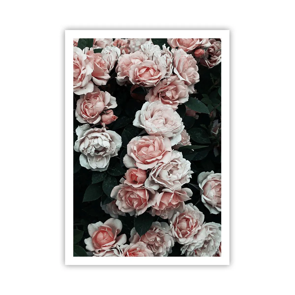 Plakát - Růžový ansámbl - 70x100 cm