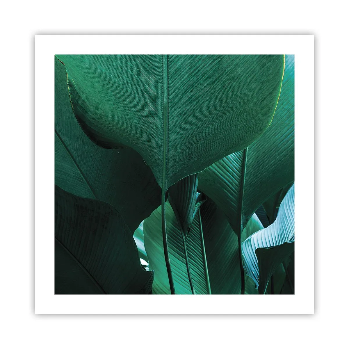 Plakát - Obrácené ke světlu - 50x50 cm