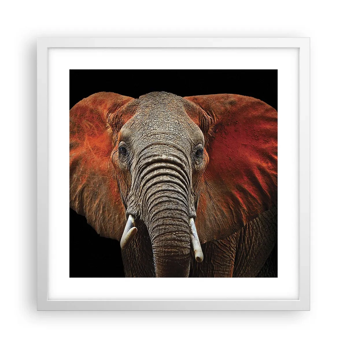 Plakát v bílém rámu - Jsem divoký, a ty? - 40x40 cm