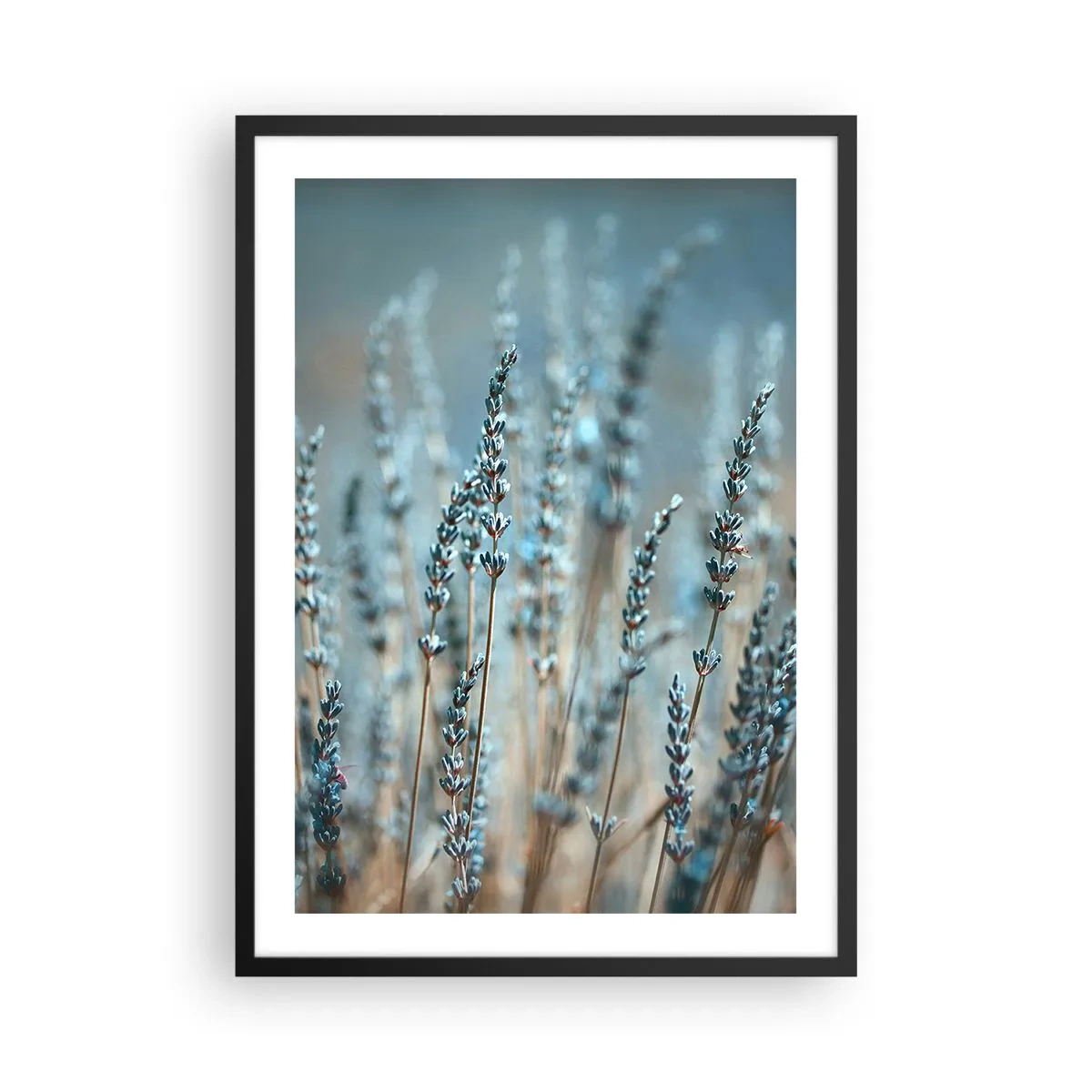 Plakát v černém rámu - Jemné květy levandule na pastelovém pozadí - 50x70cm - Voňavý lán - Moderní nástěnná dekorace do obývacího pokoje a ložnice ARTTOR