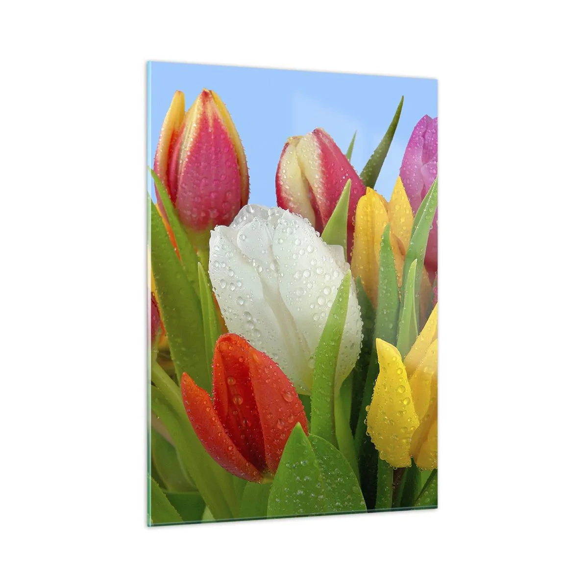 Obraz na skle - Květinová duha v kapkách rosy - 50x70 cm