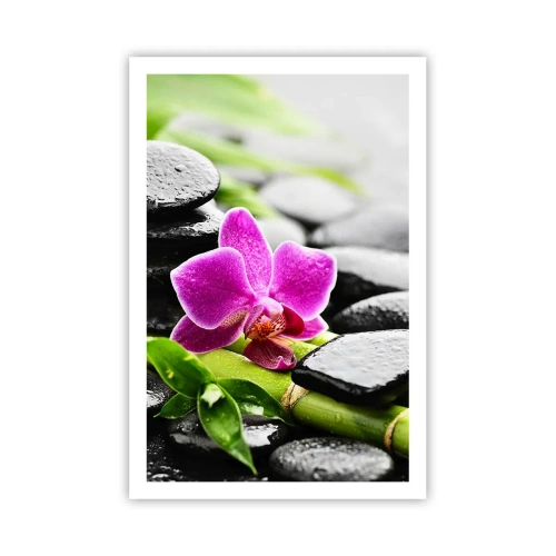 Plakát - V klidné rovnováze - 61x91 cm