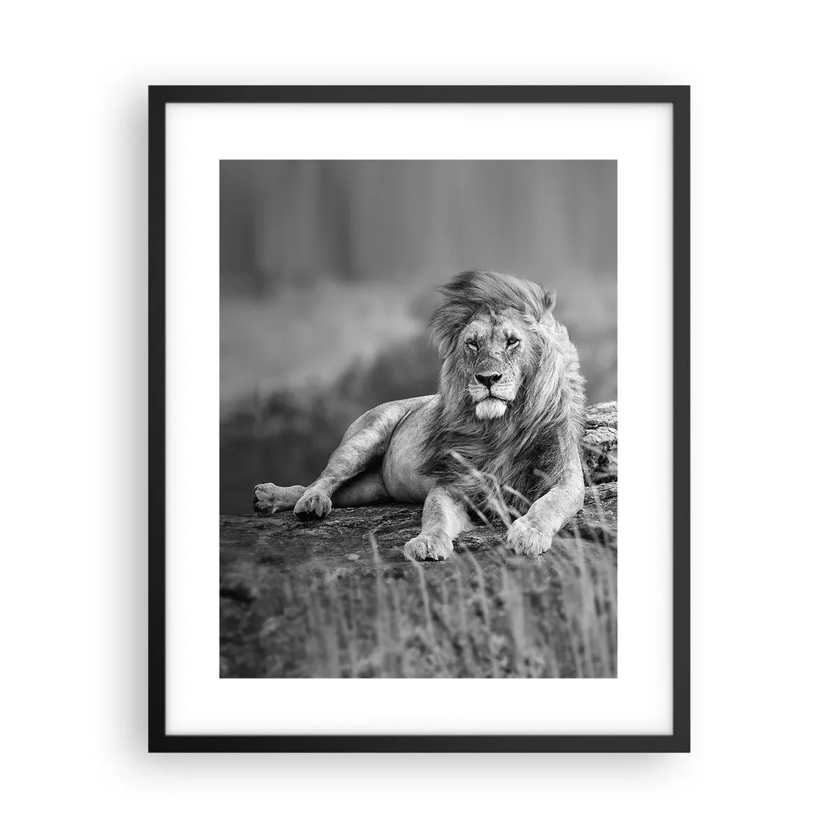 Plakát v černém rámu - Královská siesta - 40x50 cm