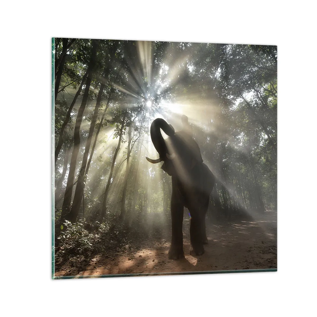 Obraz na skle - Pod šťastnou hvězdou - 70x70 cm