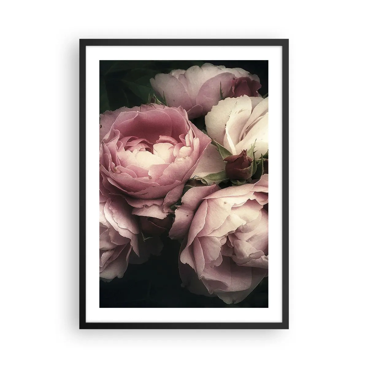 Plakát v černém rámu - Růžové pivoňky v elegantním, klasickém aranžmá - 50x70cm - Kouzlo belle epoque - Moderní nástěnná dekorace do obývacího pokoje a ložnice ARTTOR
