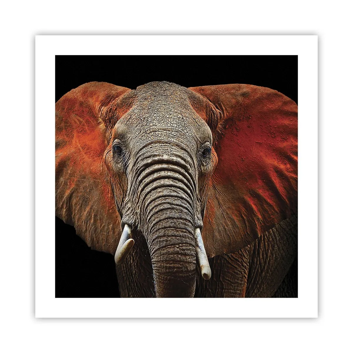 Plakát - Jsem divoký, a ty? - 50x50 cm