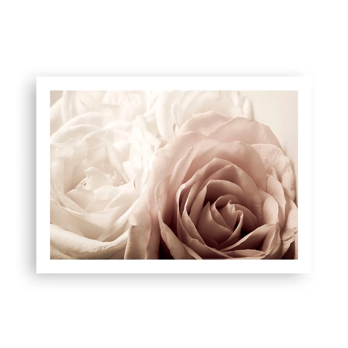 Plakát - V srdci růže - 70x50 cm