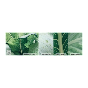 Fototapeta Vzorek Standard Eco - Intenzivně zelený život - Listy, Exotický, Botanický - 100x30 cm