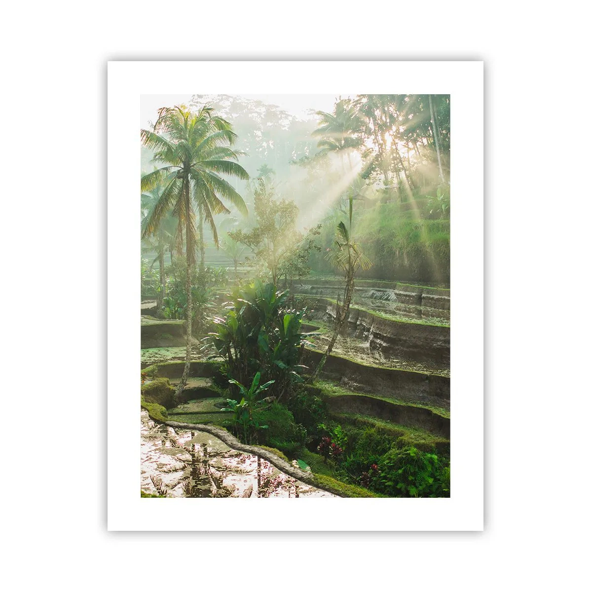 Plakát - Vyrůstát na slunci - 40x50 cm