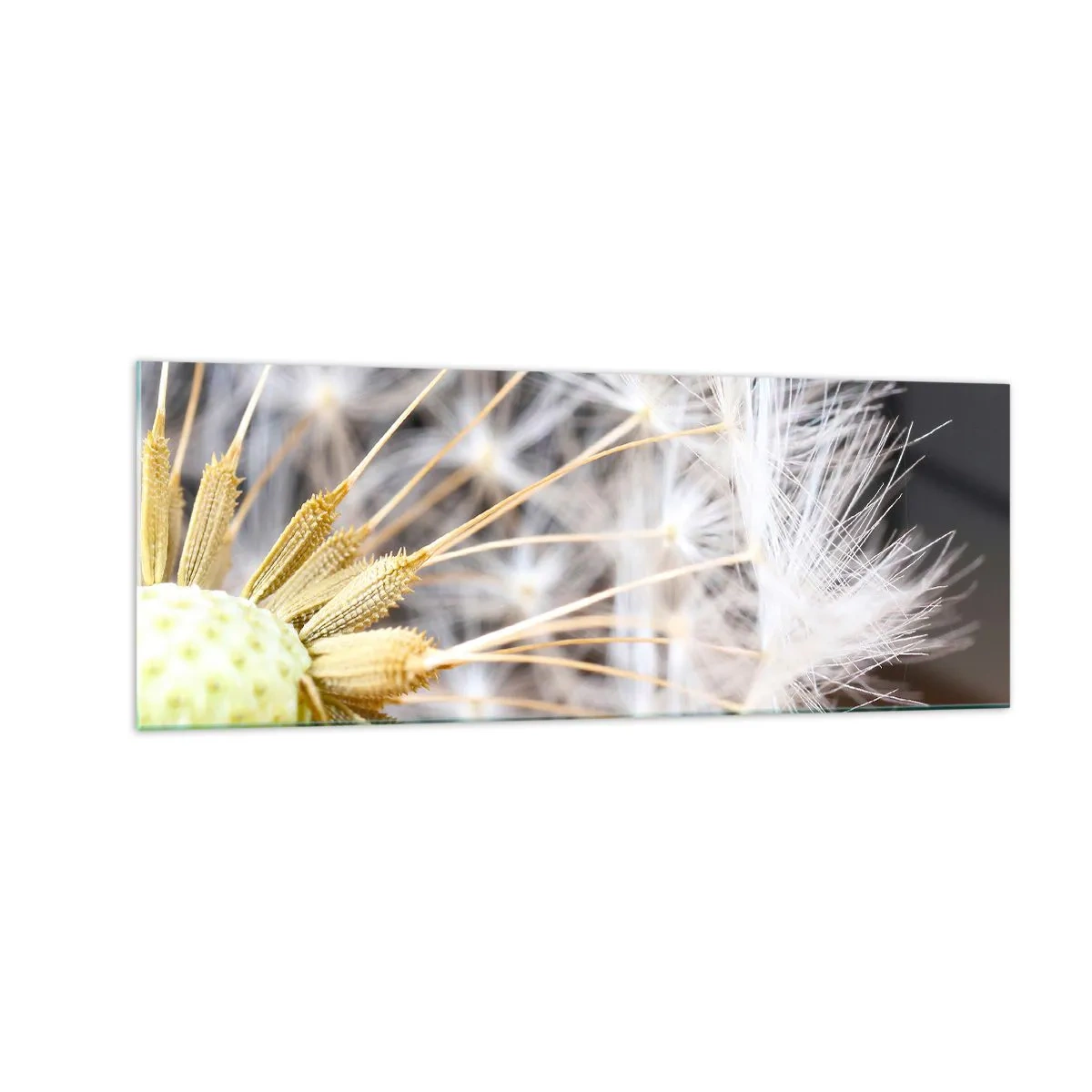 Obraz na skle - Těsně před odletem - 140x50 cm