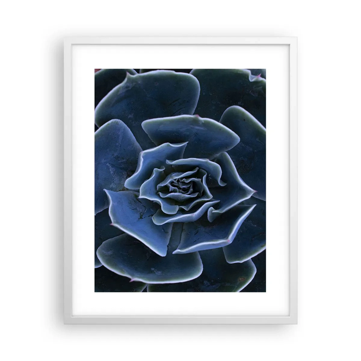 Plakát v bílém rámu - Pouštní květ - 40x50 cm