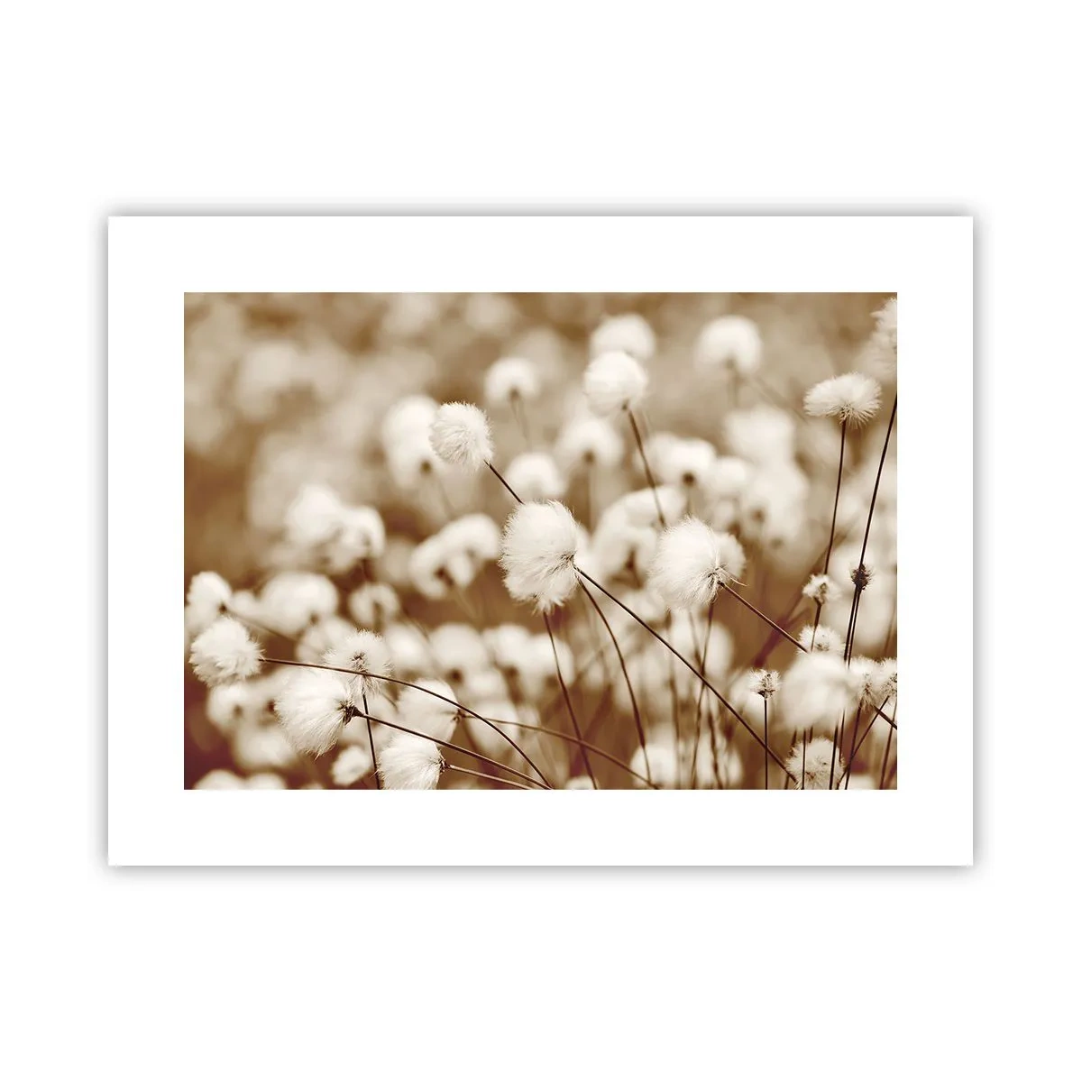 Plakát - Chlupatý lán - 40x30 cm