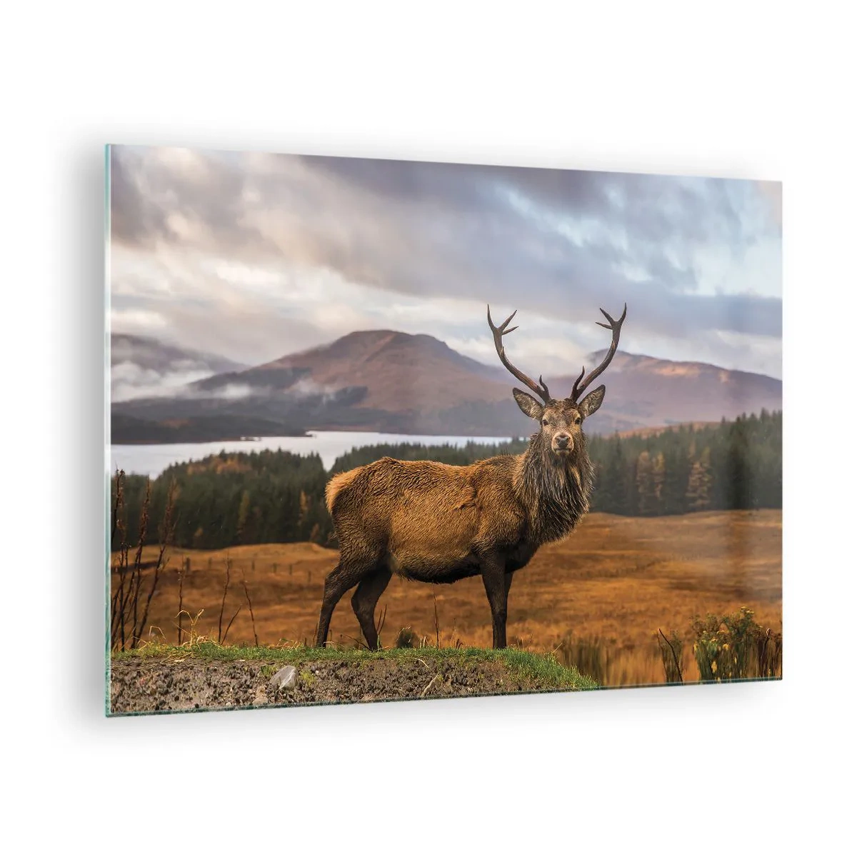 Obraz na skle - Jeleni na pozadí malebných hor a lesů - 70x50cm - Majestát přírody - Moderní nástěnná dekorace do obývacího pokoje a ložnice ARTTOR