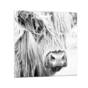 Obraz na skle - Skotská divokost - 60x60 cm