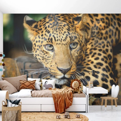 Fototapeta Premium Sand - Neboj se, přistup - Zvířata, Panter, Divoká kočka - 350x256 cm