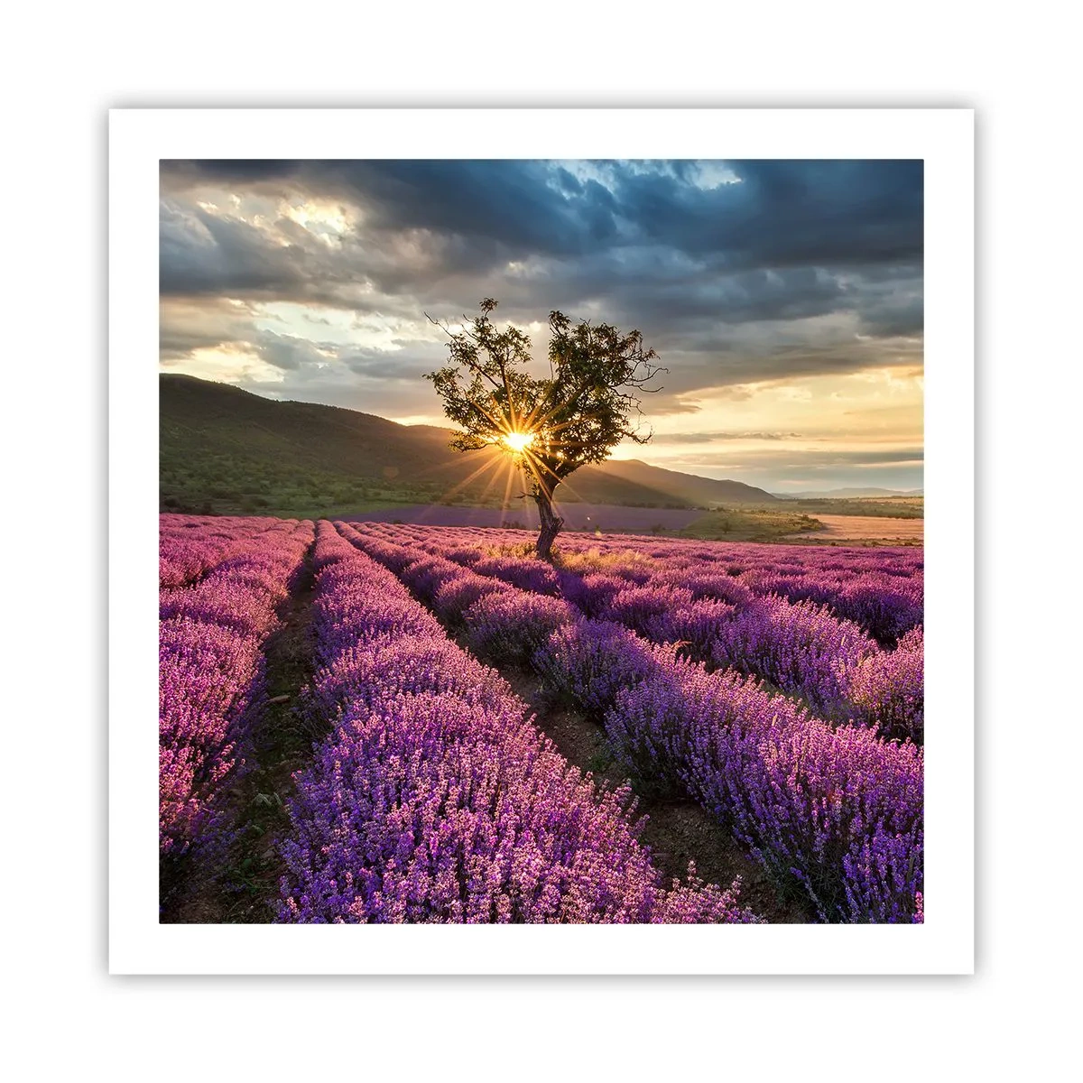 Plakát - Aroma v barvě lila - 60x60 cm