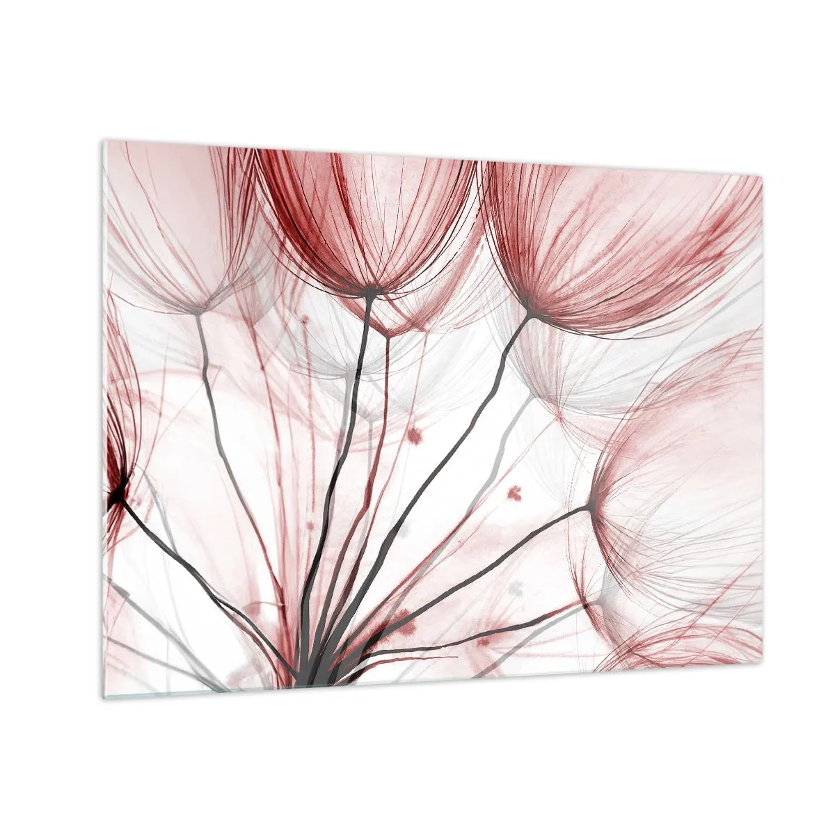 Obraz na skle - Jemné pampelišky v odstínech růžové a černé - 70x50cm - Před odletem - Moderní nástěnná dekorace do obývacího pokoje a ložnice ARTTOR