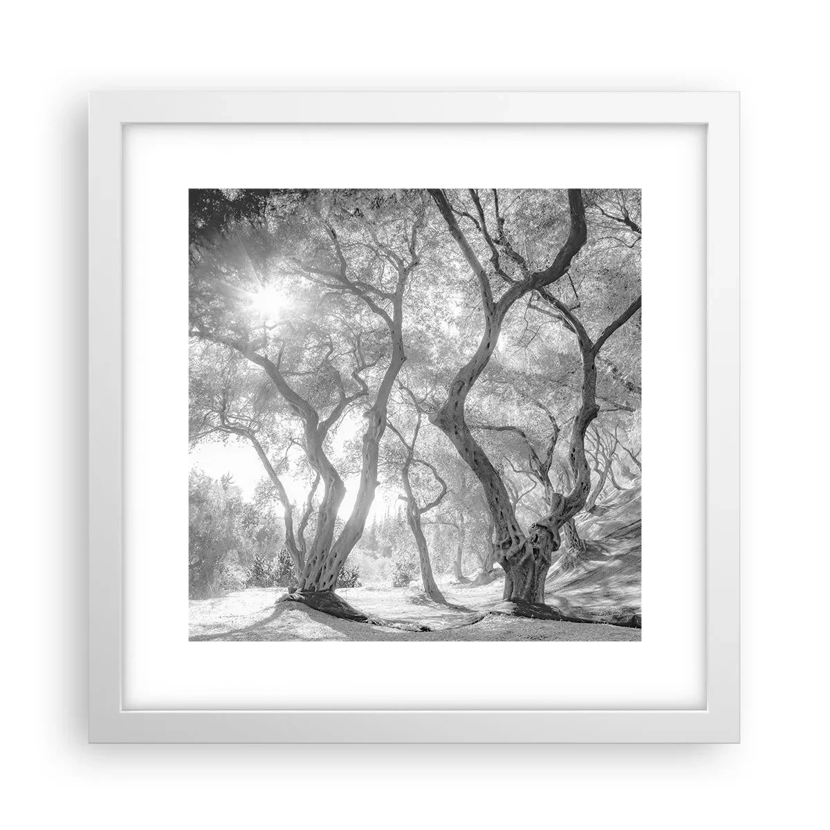 Plakát v bílém rámu - V olivovém háji - 30x30 cm