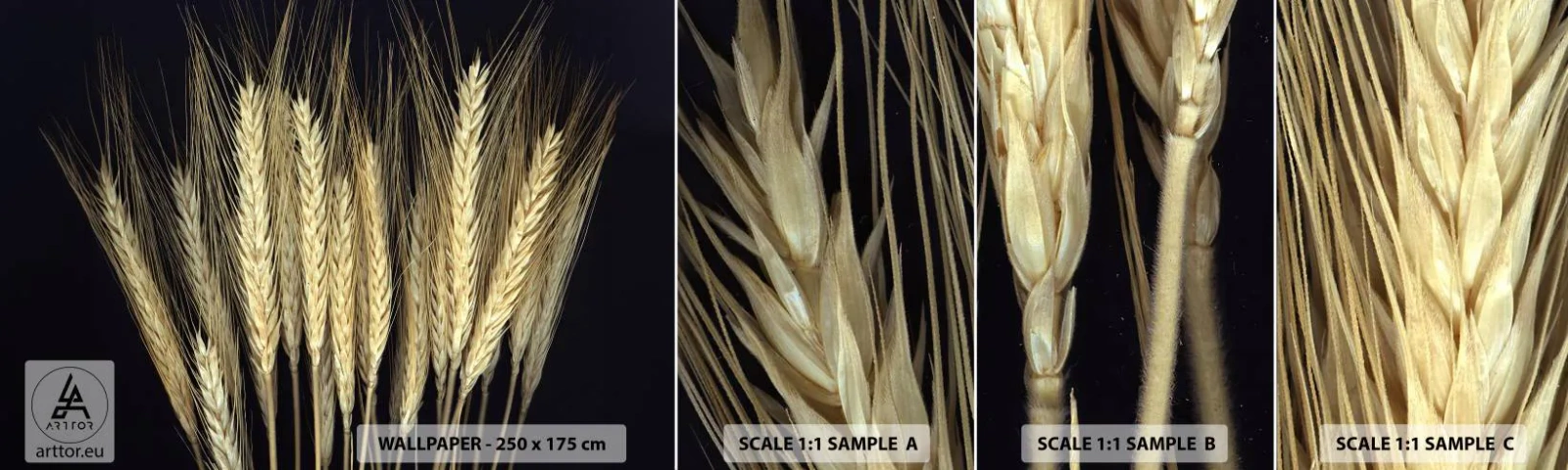 Fototapeta Vzorek Standard Eco - Rustikální magie - Obiloviny, Rostliny, Příroda - 100x30 cm