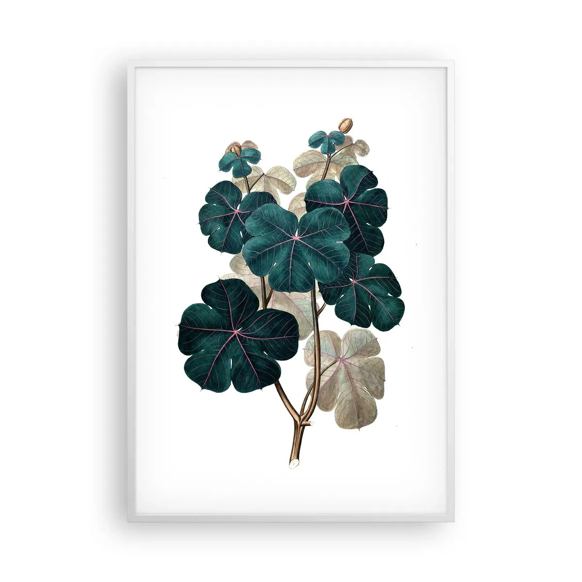 Plakát v bílém rámu - Ze starého herbáře - 70x100 cm