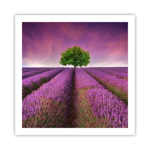 Plakát - Na levandulových polích - 60x60 cm