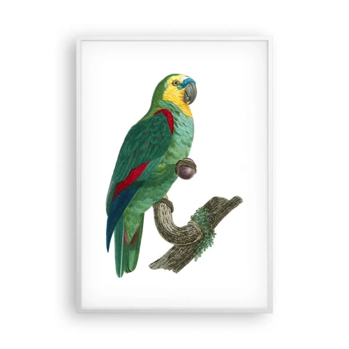 Plakát v bílém rámu - Portrét papouška - 70x100 cm