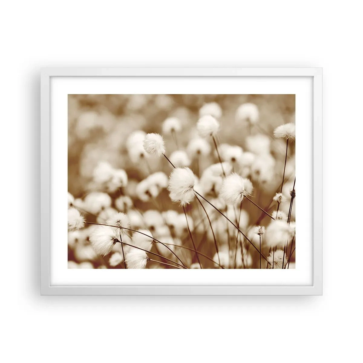 Plakát v bílém rámu - Chlupatý lán - 50x40 cm