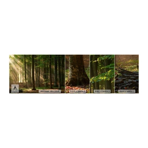 Fototapeta Vzorek Standard Eco - Rozzářený v jarním ránu - Krajina, Les, Park - 100x30 cm