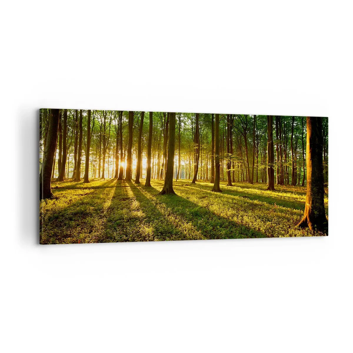 Obraz na plátně - Fotografie všech jar - 100x40 cm