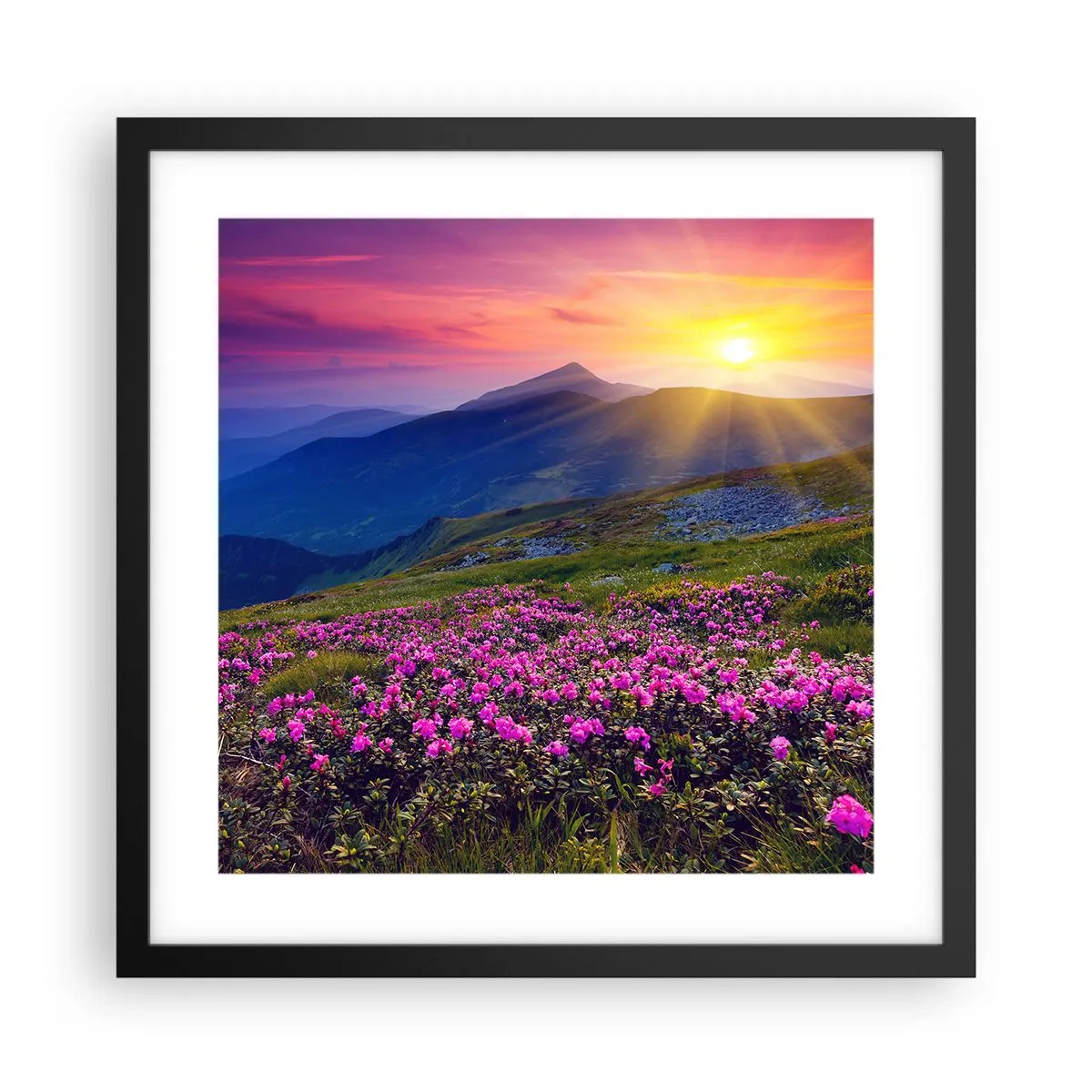 Plakát v černém rámu - …A kolem voní kosodřevina a voní byliny - 40x40 cm