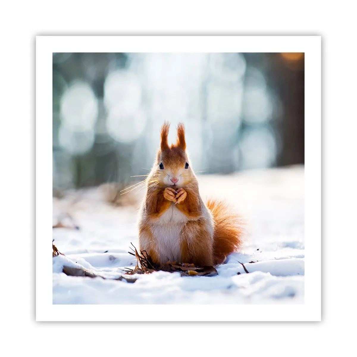 Plakát - Co se tak díváš? - 60x60 cm