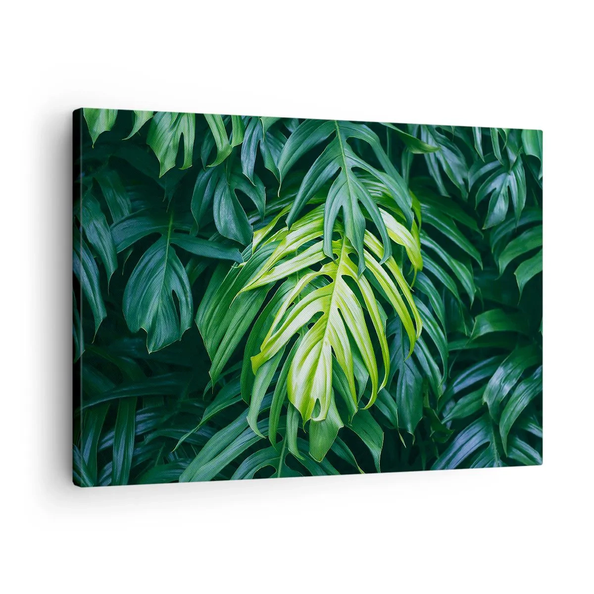 Obraz na plátně - Zelené listy v hustém tropickém uspořádání - 70x50cm - Ponořit se do svěžesti - Moderní nástěnná dekorace do obývacího pokoje a ložnice ARTTOR