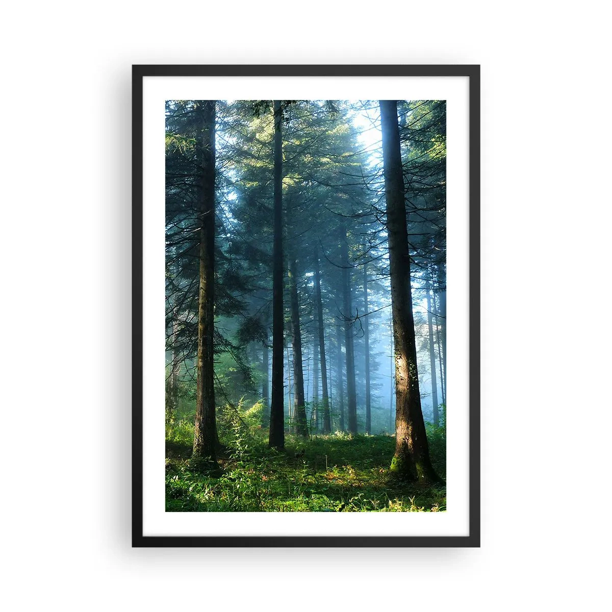 Plakát v černém rámu - Jehličnatý les v ranním slunci a lehké mlze - 50x70cm - Zářící za úsvitu - Moderní nástěnná dekorace do obývacího pokoje a ložnice ARTTOR