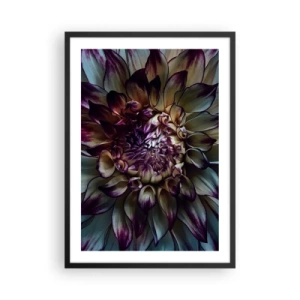 Plakát v černém rámu - Makrofotografie tmavých jiřin v odstínech fialové a zlaté - 50x70cm - Rozkvět mládí - Moderní nástěnná dekorace do obývacího pokoje a ložnice ARTTOR